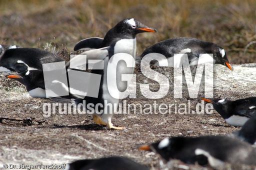 Eselspinguin (16 von 97).jpg